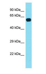 POLA2 / DNA Polymerase Alpha 2 antibody Western Blot of Mouse Brain. Antibody dilution: 1 ug/ml.