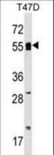 POLA2 Antibody western blot of T47D cell line lysates (35 ug/lane). The POLA2 antibody detected the POLA2 protein (arrow).
