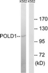 Western blot of extracts from K562 cells, using POLD1 Antibody. The lane on the right is treated with the synthesized peptide.
