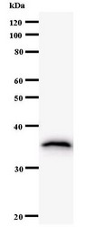 Western blot of immunized recombinant protein using POLD1 antibody.