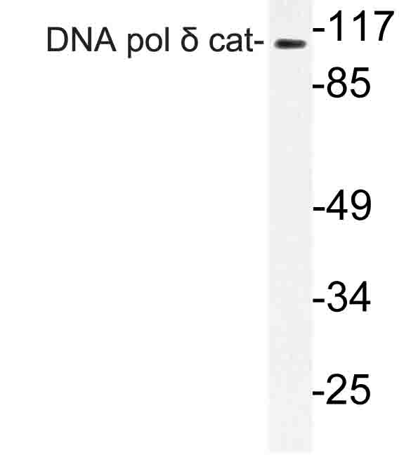 Western blot of DNA pol cat antibody in extracts from K562 cells.