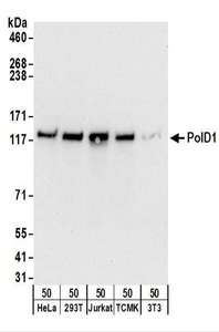 Detection of Human and Mouse PolD1 by Western Blot. Samples: Whole cell lysate (50 ug) from HeLa, 293T, Jurkat, mouse TCMK-1, and mouse NIH3T3 cells. Antibodies: Affinity purified rabbit anti-PolD1 antibody used for WB at 0.1 ug/ml. Detection: Chemiluminescence with an exposure time of 10 seconds.