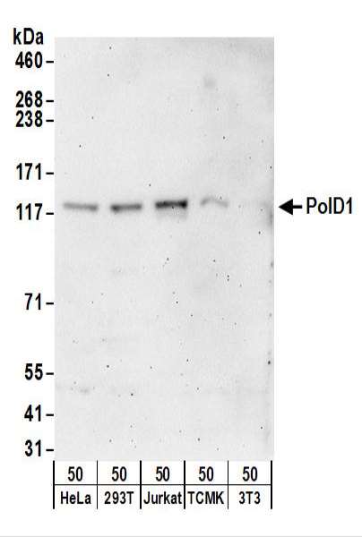 Detection of Human and Mouse PolD1 by Western Blot. Samples: Whole cell lysate (50 ug) from HeLa, 293T, Jurkat, mouse TCMK-1, and mouse NIH3T3 cells. Antibodies: Affinity purified rabbit anti-PolD1 antibody used for WB at 0.4 ug/ml. Detection: Chemiluminescence with an exposure time of 3 minutes.
