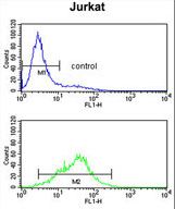 POLD1 Antibody flow cytometry of Jurkat cells (bottom histogram) compared to a negative control cell (top histogram). FITC-conjugated goat-anti-rabbit secondary antibodies were used for the analysis.