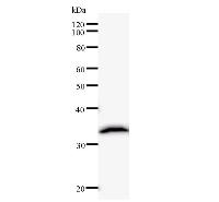 Western blot analysis of immunized recombinant protein, using anti-POLD2 monoclonal antibody.