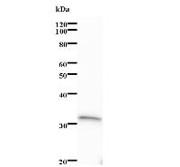 Western blot analysis of immunized recombinant protein, using anti-POLDIP2 monoclonal antibody.