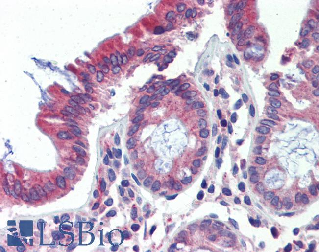 Anti-POLDIP3 / SKAR antibody IHC of human colon. Immunohistochemistry of formalin-fixed, paraffin-embedded tissue after heat-induced antigen retrieval. Antibody LS-B3543 concentration 10 ug/ml.