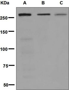 Western blot analysis on (A) K562, (B) HeLa, and (C) 293T cell lysates using anti-POLE antibody.