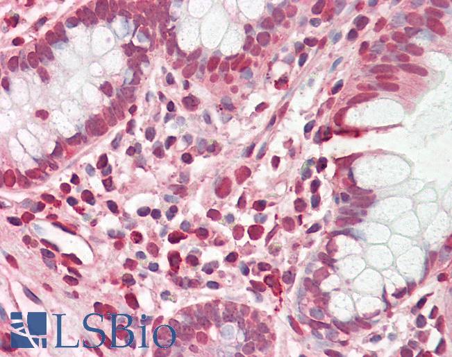 Anti-POLE / POLE1 antibody IHC staining of human small intestine. Immunohistochemistry of formalin-fixed, paraffin-embedded tissue after heat-induced antigen retrieval.