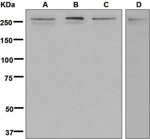 Western blot analysis on (A) HeLa, (B) K562, (C) 293T, and (D) Jurkat cell lysates using anti-POLE antibody.