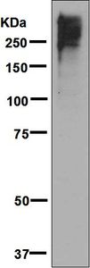Western blot analysis on rat spleen lysate using anti-POLE antibody.