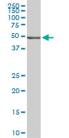 POLE2 monoclonal antibody (M01), clone 1A3. Western Blot analysis of POLE2 expression in Raw 264.7.