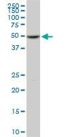 POLE2 monoclonal antibody (M01), clone 1A3. Western Blot analysis of POLE2 expression in PC-12.
