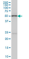 POLE2 monoclonal antibody (M01), clone 1A3 Western Blot analysis of POLE2 expression in HeLa NE.
