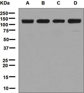 Western blot analysis on (A) 293T, (B) HeLa, (C) MCF-7, and (D) HepG2 cell lysates using anti-POLG antibody.