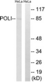 Western blot of extracts from HeLa cells, using POLI Antibody. The lane on the right is treated with the synthesized peptide.
