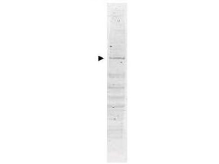 Anti-POLK Antibody - Western Blot. Western blot of Affinity Purified anti-POLK antibody shows detection of a band ~98 kD corresponding to human POLK (arrowhead). Approximately 35 ug of a HeLa whole cell lysate was separated by 4-20% SDS-PAGE and transferred onto nitrocellulose. After blocking the membrane was probed with the primary antibody diluted to 1:1000. Reaction occurred overnight at 4? followed by washes and reaction with a 1:20000 dilution of IRDye800 conjugated Rb-a-Goat IgG [H&L] MXHu ( for 45 min at room temperature. IRDye800 fluorescence image was captured using the Odyssey Infrared Imaging System developed by LI-COR. IRDye is a trademark of LI-COR, Inc. Other detection systems will yield similar results.