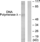 Western blot of extracts from 293 cells, using DNA Polymerase lambda Antibody. The lane on the right is treated with the synthesized peptide.