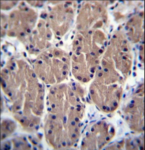 POLR1B Antibody immunohistochemistry of formalin-fixed and paraffin-embedded human stomach tissue followed by peroxidase-conjugated secondary antibody and DAB staining.