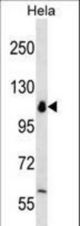 POLR1B Antibody western blot of HeLa cell line lysates (35 ug/lane). The POLR1B antibody detected the POLR1B protein (arrow).