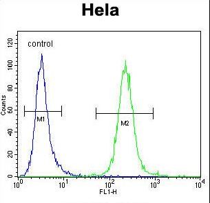 POLR1B Antibody flow cytometry of HeLa cells (right histogram) compared to a negative control cell (left histogram). FITC-conjugated goat-anti-rabbit secondary antibodies were used for the analysis.