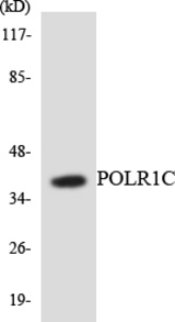 Western blot of the lysates from HepG2 cells using POLR1C antibody.