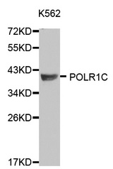 Western blot analysis of extracts of K562 and SW480 cells, using POLR1C antibody.
