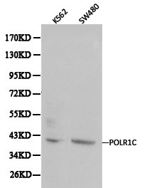 Western blot of POLR1C pAb in extracts from K562 and SW480 cells.