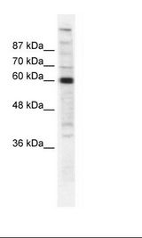 HepG2 Cell Lysate
