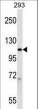 POLR2B Antibody western blot of 293 cell line lysates (35 ug/lane). The POLR2B antibody detected the POLR2B protein (arrow).