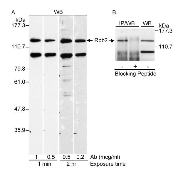 Detection of Human Rpb2 by Western Blot and Immunoprecipitation. Samples: Whole cell lysate (50 ug for WB; 10 cm plate for IP) from 293T cells. Antibodies: Affinity purified rabbit anti-Rpb2 used at the indicated concentration (A), 1 ug/ml (B) or 10 ug/10 cm plate for IP. Detection: Chemiluminescence with exposure times as indicated (A) or 10 seconds (B).