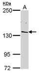Sample (30 ug of whole cell lysate). A: H1299. 5% SDS PAGE. POLR2B / RPB2 antibody diluted at 1:1000.
