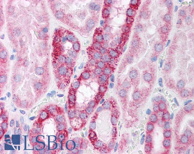 Anti-POLR2B / RPB2 antibody IHC of human kidney. Immunohistochemistry of formalin-fixed, paraffin-embedded tissue after heat-induced antigen retrieval. Antibody LS-B1557 concentration 5 ug/ml.