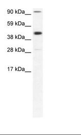 Fetal Muscle Lysate