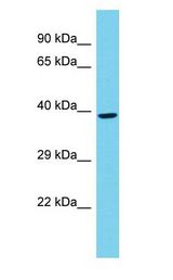 POLR2C antibody Western Blot of Mouse Testis. Antibody dilution: 1 ug/ml.
