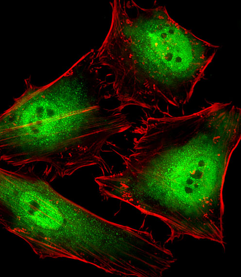 Fluorescent image of HeLa cells stained with POLR2C Antibody. Antibody was diluted at 1:25 dilution. An Alexa Fluor 488-conjugated goat anti-rabbit lgG at 1:400 dilution was used as the secondary antibody (green). Cytoplasmic actin was counterstained with Alexa Fluor 555 conjugated with Phalloidin (red).