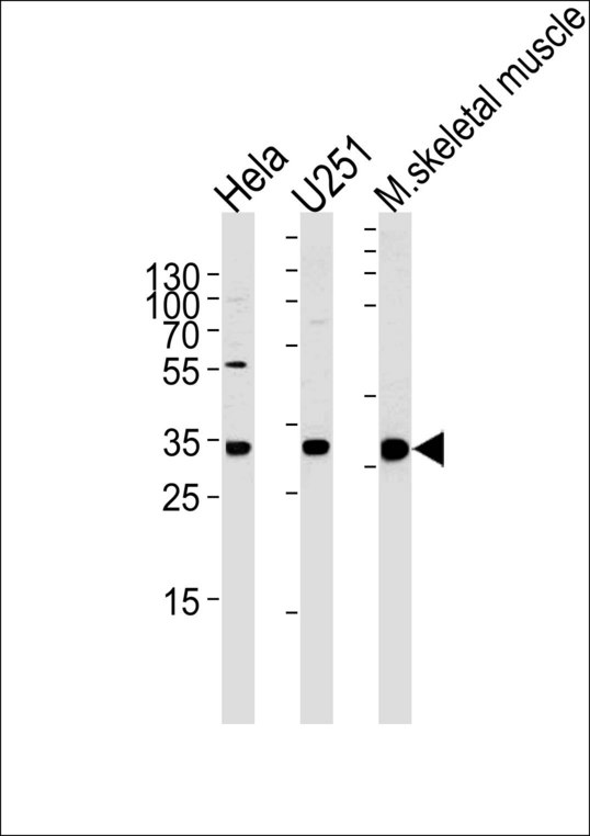 POLR2C Antibody western blot of HeLa, U251 cell line and mouse skeletal muscle tissue lysates (35 ug/lane). The POLR2C antibody detected the POLR2C protein (arrow).