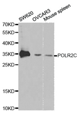 Western blot analysis of extracts of various cell lines, using POLR2C antibody.
