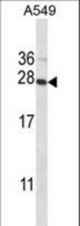 POLR2E Antibody western blot of A549 cell line lysates (35 ug/lane). The POLR2E antibody detected the POLR2E protein (arrow).