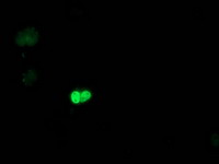 Anti-POLR2E mouse monoclonal antibody immunofluorescent staining of COS7 cells transiently transfected by pCMV6-ENTRY POLR2E.