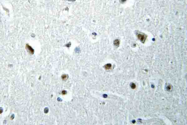 IHC of POLR2E (L58) pAb in paraffin-embedded human brain tissue.