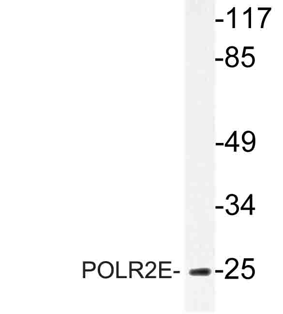 Western blot of POLR2E (L58) pAb in extracts from MCF-7 cells.