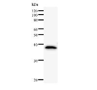 Western blot analysis of immunized recombinant protein, using anti-POLR2F monoclonal antibody.
