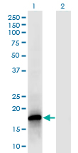 Western Blot analysis of POLR2F expression in transfected 293T cell line by POLR2F monoclonal antibody (M02), clone 2G2.Lane 1: POLR2F transfected lysate (Predicted MW: 14.5 KDa).Lane 2: Non-transfected lysate.