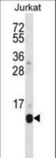 POLR2G Antibody western blot of Jurkat cell line lysates (35 ug/lane). The POLR2G antibody detected the POLR2G protein (arrow).