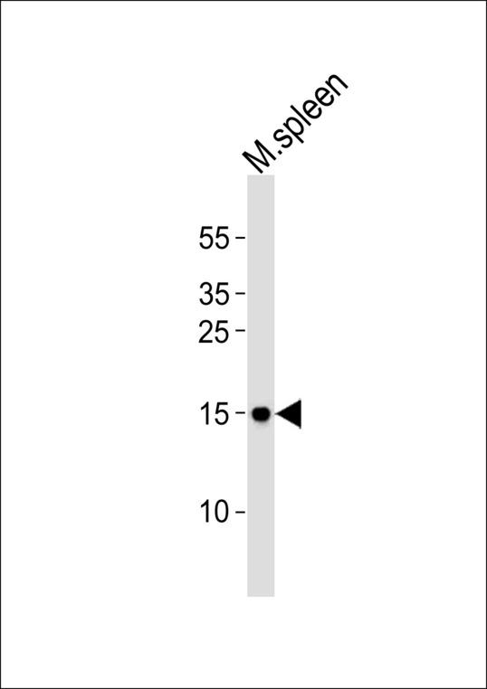 Western blot of lysate from mouse spleen tissue lysate with POLR2H Antibody. Antibody was diluted at 1:1000. A goat anti-rabbit IgG H&L (HRP) at 1:10000 dilution was used as the secondary antibody. Lysate at 35 ug.