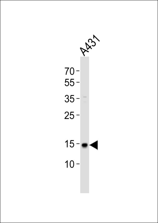 Western blot of lysate from A431 cell line with POLR2H Antibody. Antibody was diluted at 1:1000. A goat anti-rabbit IgG H&L (HRP) at 1:10000 dilution was used as the secondary antibody. Lysate at 20 ug.