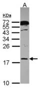 Sample (30 ug of whole cell lysate). A: A431 . 12% SDS PAGE. POLR2H antibody diluted at 1:1000.