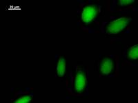 Immunostaining analysis in HeLa cells. HeLa cells were fixed with 4% paraformaldehyde and permeabilized with 0.1% Triton X-100 in PBS. The cells were immunostained with anti-POLR2I mAb.