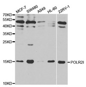 Western blot analysis of extracts of various cell lines, using POLR2I antibody.
